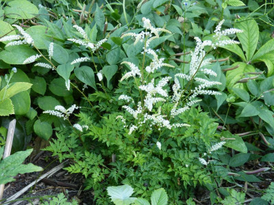 2016-06-08 Aruncus Hybr. 'Guinea Fowl'.jpg