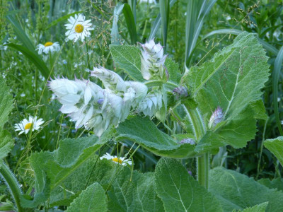 2016-06-08 Salvia sclarea'.jpg