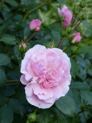 2016-06-08 Rosen 'Bonica 82'.jpg