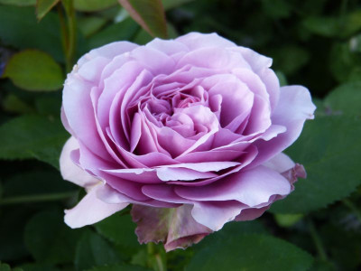 2016-06-08 Rosen 'Lavender Ice'.jpg