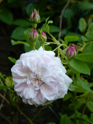 2016-06-08 Rosen 'NWE03'.jpg