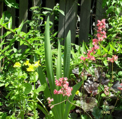 Heuchera in lachsrosa 2016.jpg