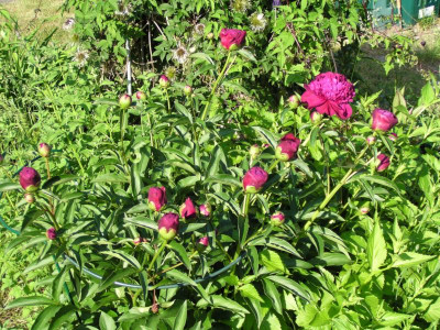 Gartenrundgang 006.JPG