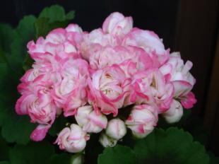 Appleblossom.jpg