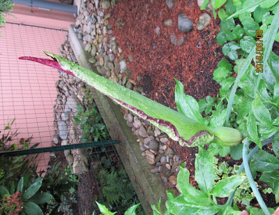 Drachenwurz small IMG_0765.jpg