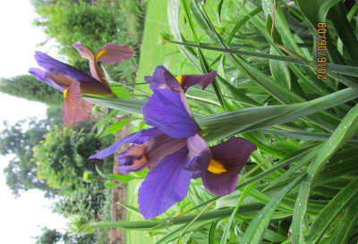 Unknown small IMG_0766.jpg