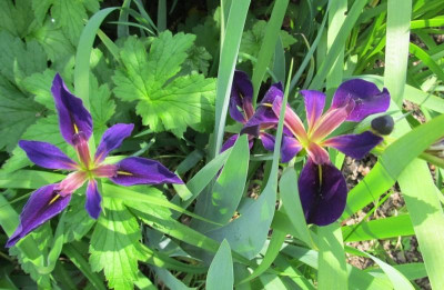 Unknown small IMG_0022.jpg