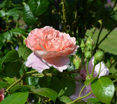 Rose-ShropshireLad.16-3.jpg