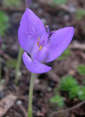 Crocus_banaticus_2006-09-30.JPG