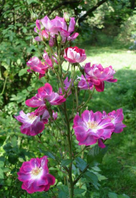 Greetings0906.jpg