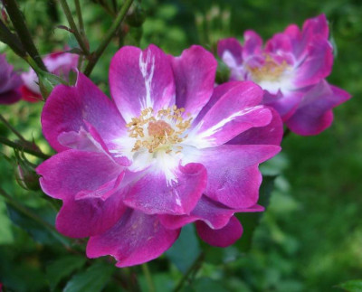 Greetings09062.jpg
