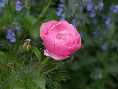 2016-06-09 Rosen 'Angela'.jpg