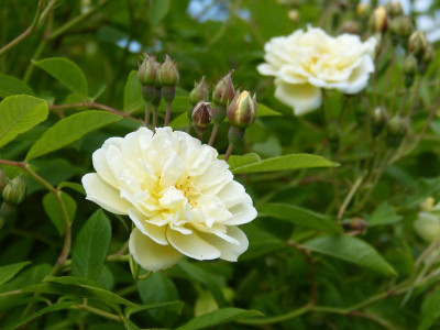 2016-06-09 Rosen 'Christine Hélène'.jpg