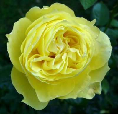 SouvnierdeMarcelProust0906.JPG