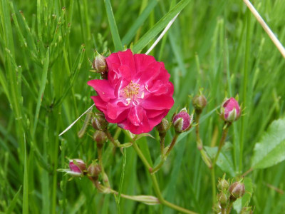 2016-06-09 Rosen 'Grimms Märchen'.jpg