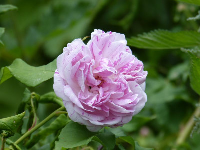 2016-06-09 Rosen 'Honorine de Brabant'.jpg