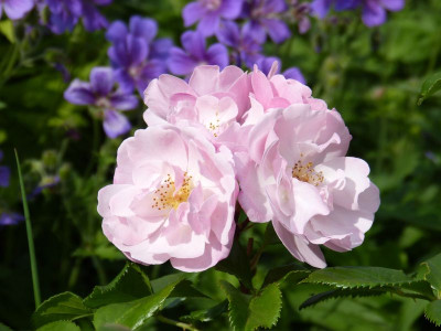 2016-06-09 Rosen 'Utopia'.jpg
