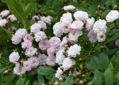 2016-06-09 Rosen 'Witzenhausen'.jpg
