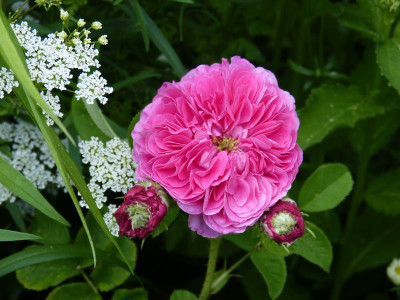 2016-06-09 Rosen unbekannt 1.jpg