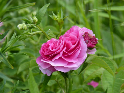 2016-06-09 Rosen unbekannt 2.jpg