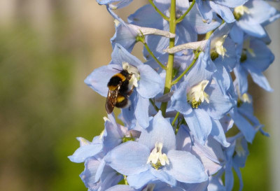 2016-06-09 Delphinium 2.jpg