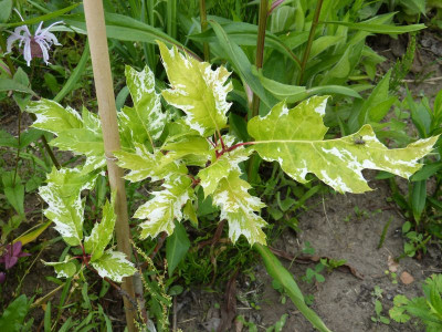 2016-06-09 Quercus rubra 'Wolfdonk's Pride'.jpg