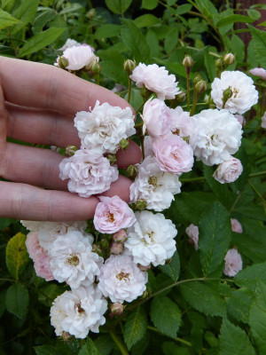 2016-06-09 Rosen 'Witzenhausen' 2.jpg
