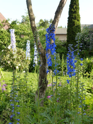 2016-06-09 Delphinium.jpg