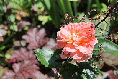 Rose Sangerhäuser Jubiläumsrose.JPG