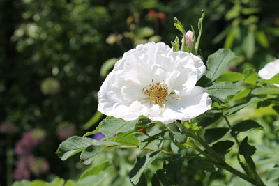Rose Lac Majeau.JPG