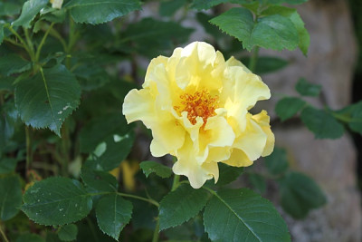 Rose Tibet-Rose.JPG