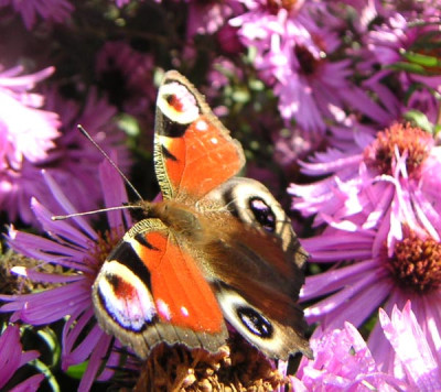 Schmetterlind7.jpg