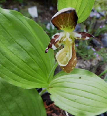 Cypripedium yatabeanum ...   6.6.16     011.jpg