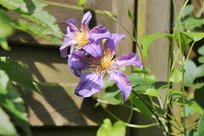 Clematis integrifolia Juuli.JPG