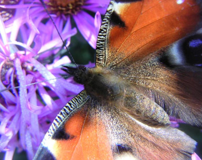 Schmetterling8.jpg