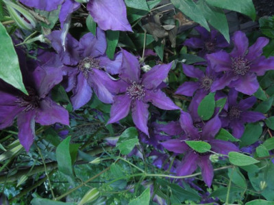 Burma Star Blüten.JPG