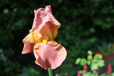 Iris 'Centennial Queen'.JPG