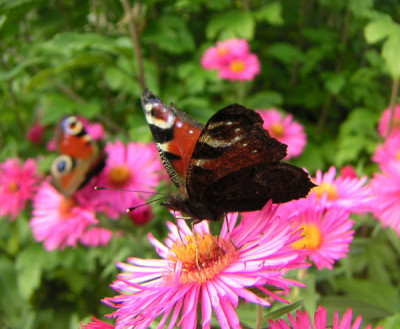 Schmetterling9.jpg
