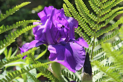Iris 'Prince Indigo1'.JPG