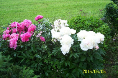 100_6438 Edulis Superba und Unbekannt.jpg