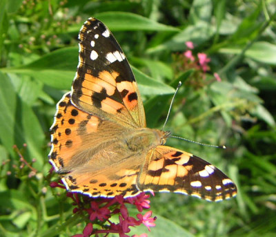 Schmetterling10.jpg
