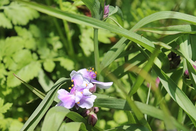 Tradescantia x andersoniana 'Bilberry Ice'.JPG