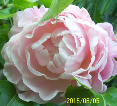 100_6447 rosa Päonie.jpg
