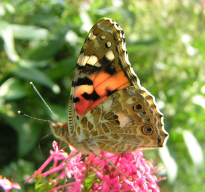 Schmetterling11.jpg