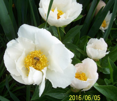100_6449 Krinkled White.jpg