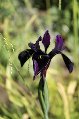 Iris chrysographes 'Black Form'.JPG