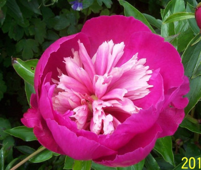 100_6451 Päonie pink-rosa.jpg