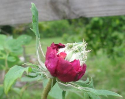Brod_4770.jpg