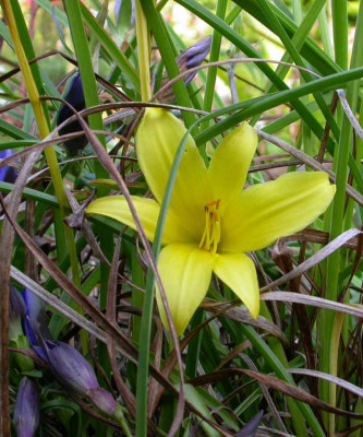 Hemerocallis_minor_spat.jpg