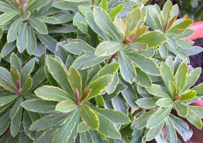 Euphorbia_HZ_1.jpg